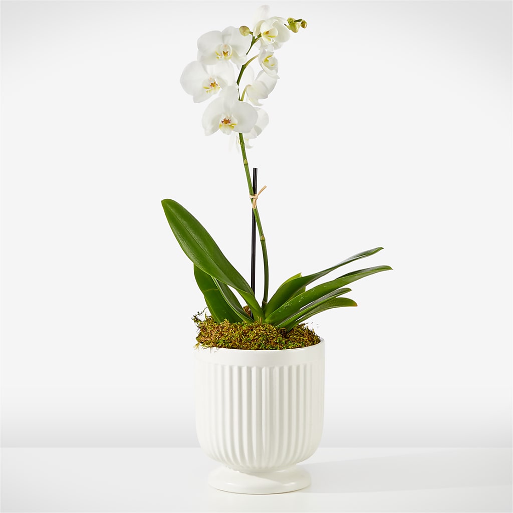 Whispering White Orchid – The Gift Garden, Macon GA