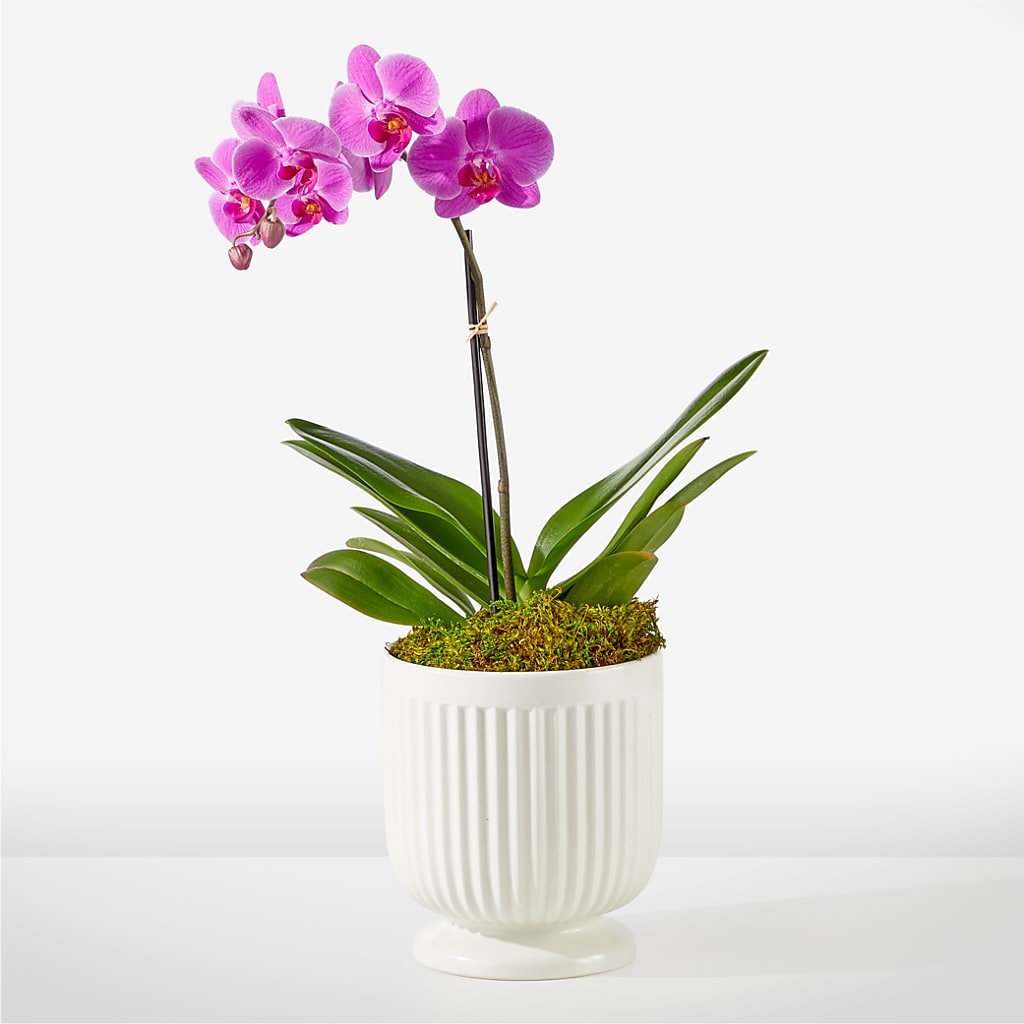 Friendly Fuchsia Orchid – The Gift Garden, Macon GA