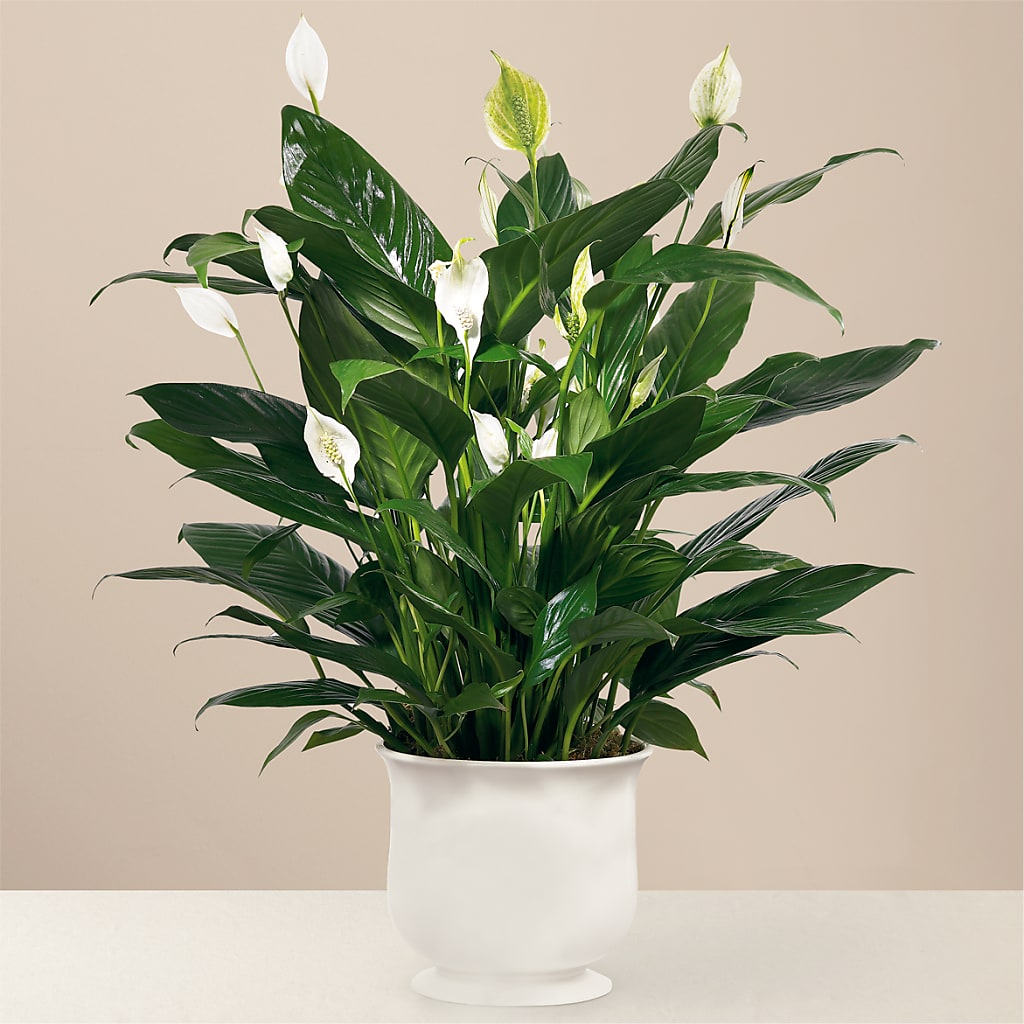 Comfort Planter – The Gift Garden, Macon GA