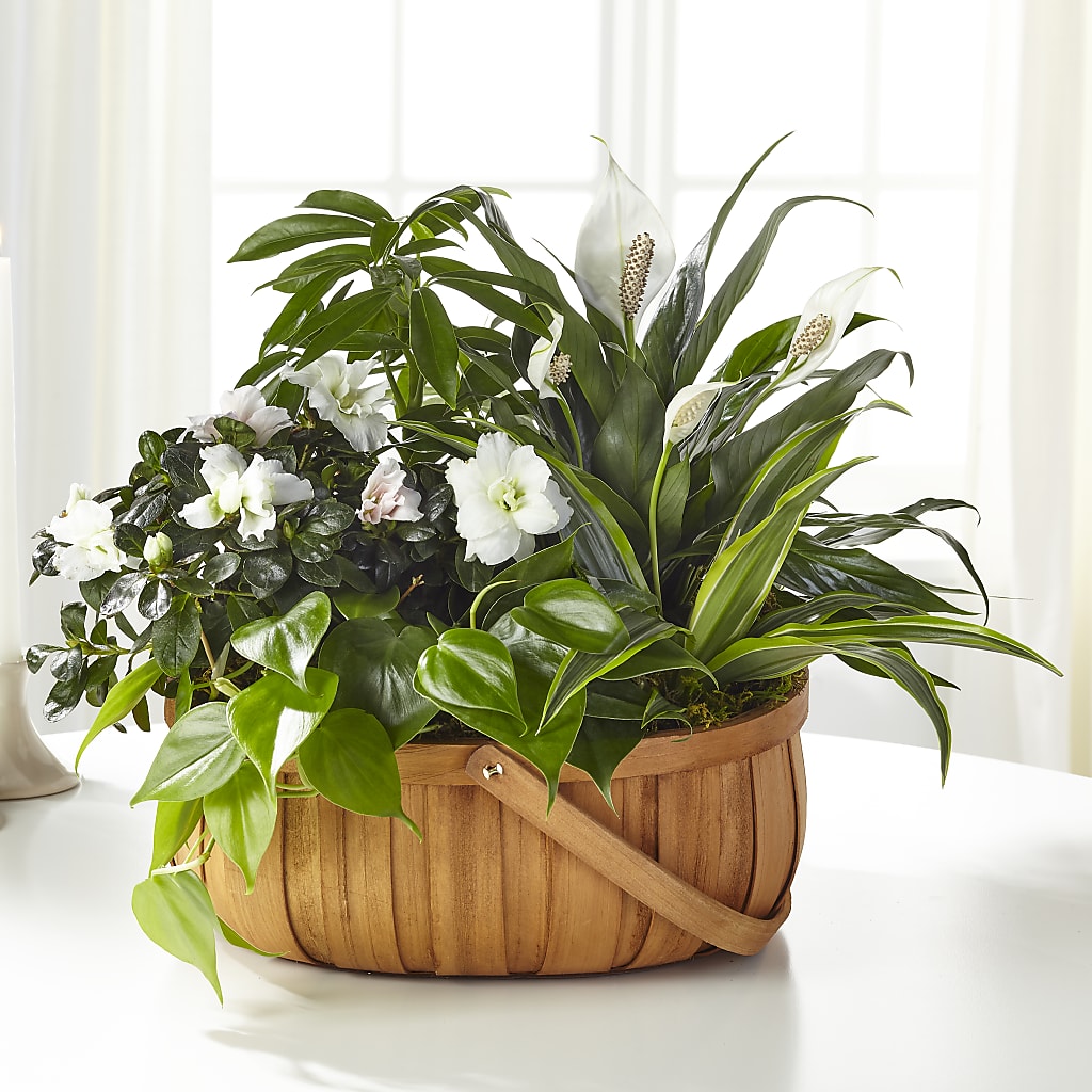 Serene Dishgarden – The Gift Garden, Macon GA