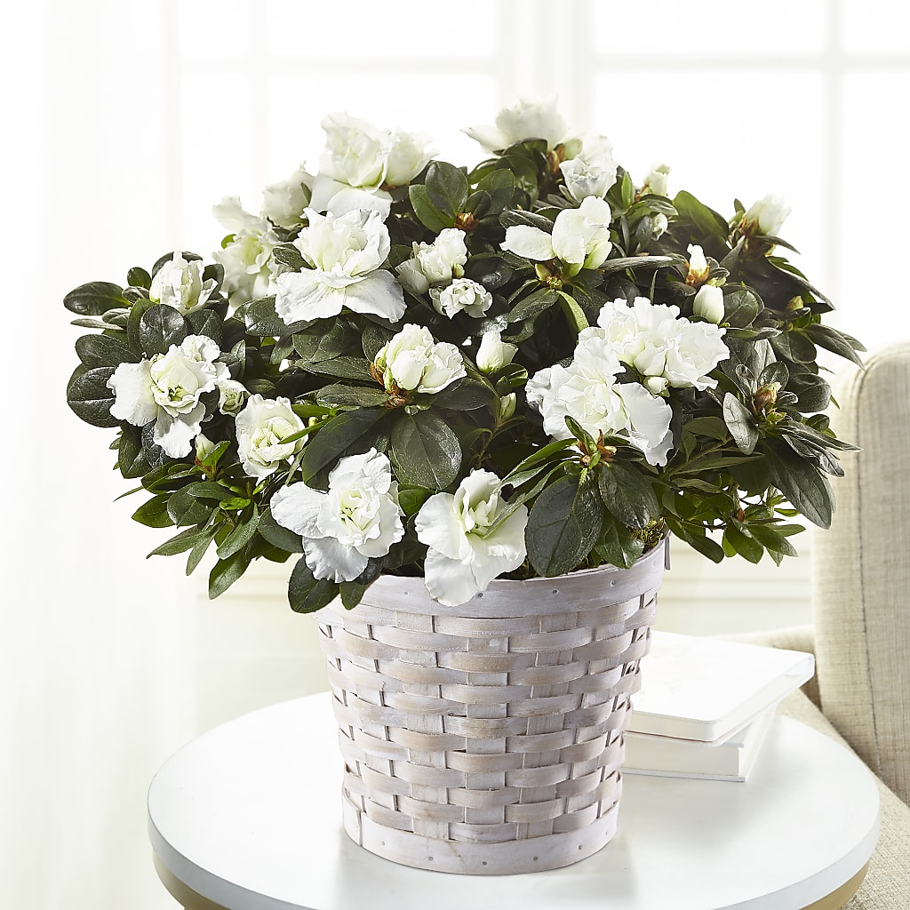 White Azalea Plant – The Gift Garden, Macon GA
