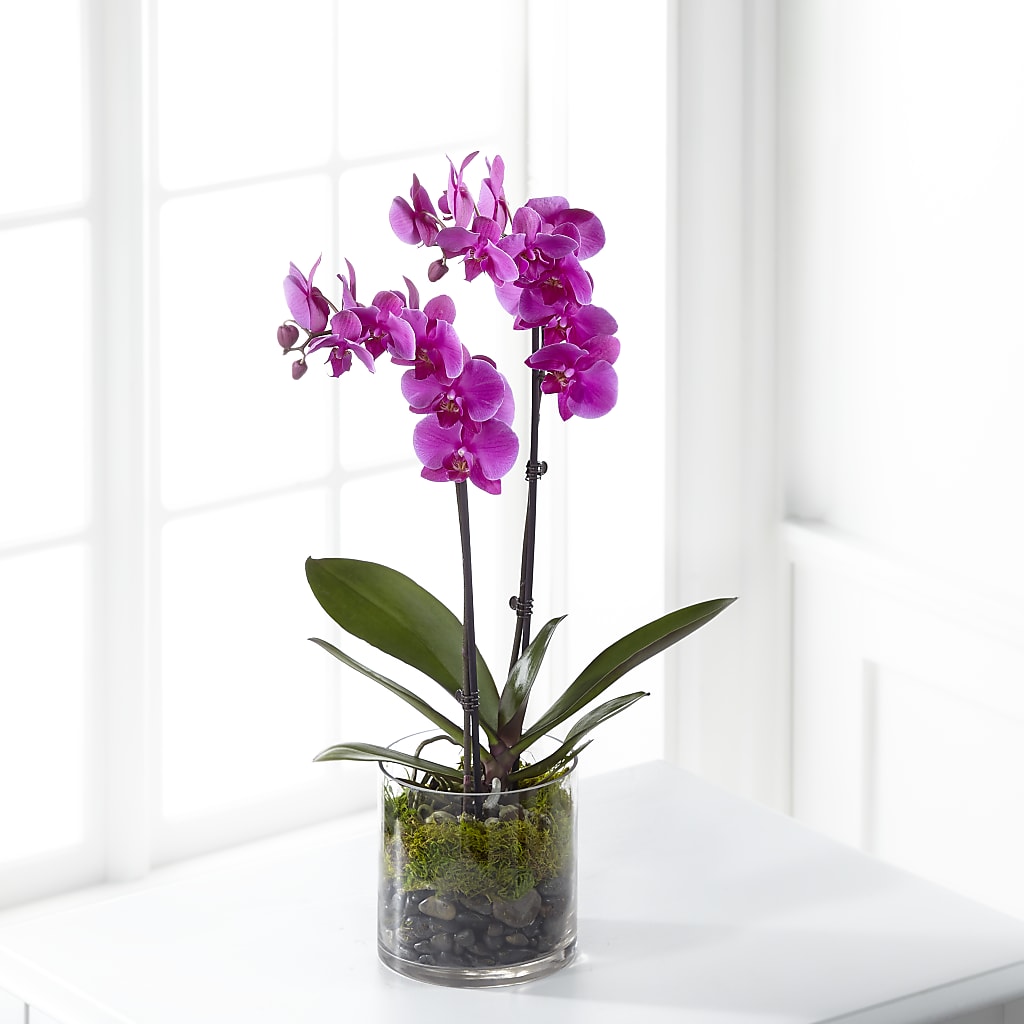 Pink Orchid Plant – The Gift Garden, Macon GA