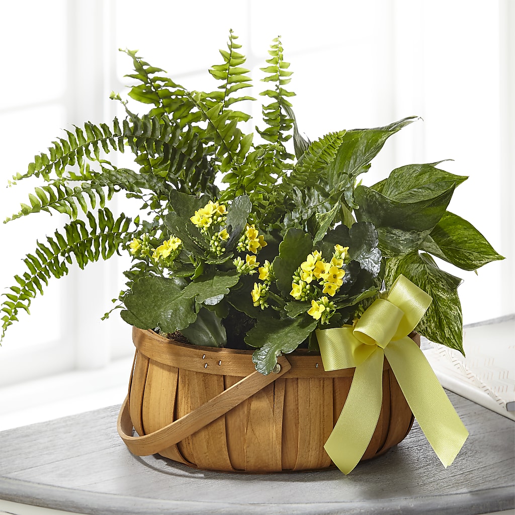 Always Dear Dishgarden – The Gift Garden, Macon GA