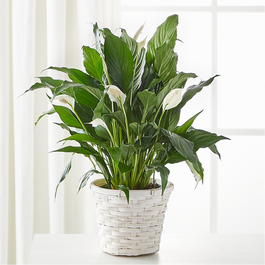 A New Leaf Peace Lily – The Gift Garden, Macon GA
