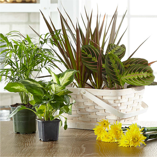 Florist Designed Blooming and Green Plants in a Basket –  The Gift Garden, Macon GA