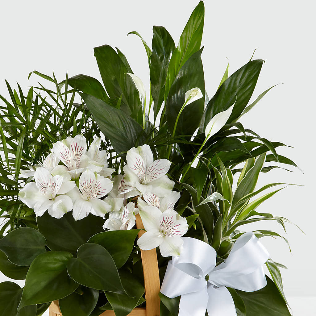 Peace & Serenity Dishgarden –  The Gift Garden, Macon GA