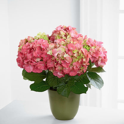 Pink Hydrangea Planter –  The Gift Garden, Macon GA