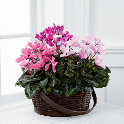 Mixed Cyclamen Planter –  The Gift Garden, Macon GA