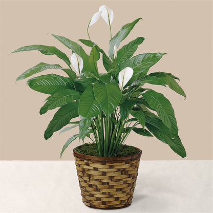 Tranquil Moments Peace Lily Plant –  The Gift Garden, Macon GA