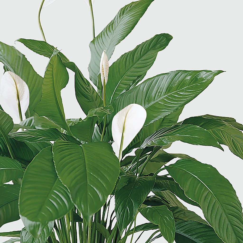 Tranquil Moments Peace Lily Plant –  The Gift Garden, Macon GA