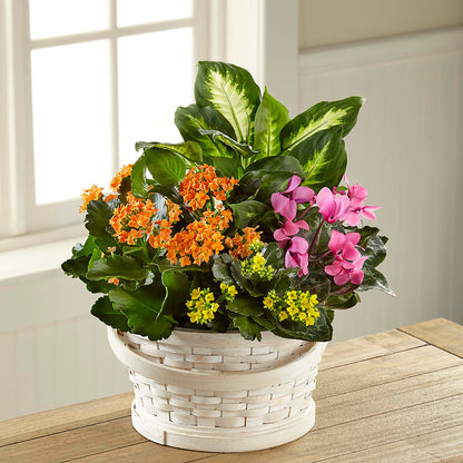 Color Crush Dishgarden –  The Gift Garden, Macon GA