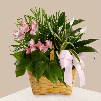 Living Spirit Dishgarden –  The Gift Garden, Macon GA