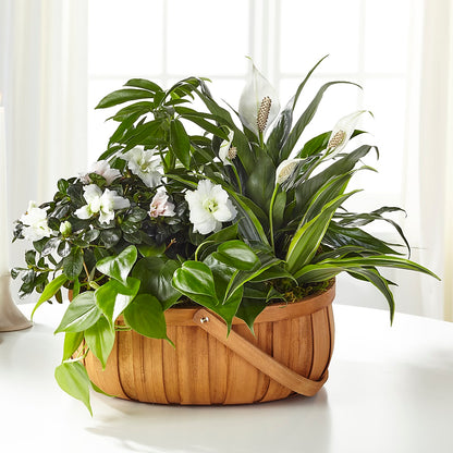 Serene Dishgarden –  The Gift Garden, Macon GA