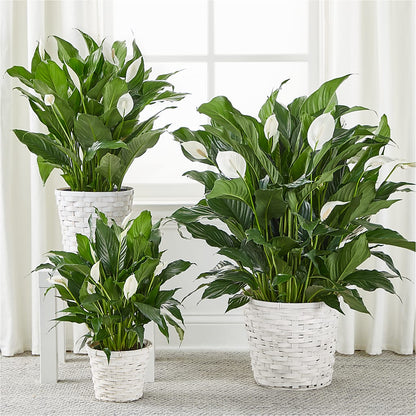 A New Leaf Peace Lily –  The Gift Garden, Macon GA